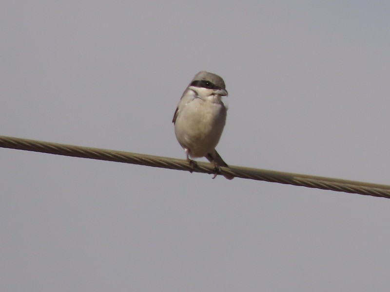 西方灰伯勞 - ML646702453