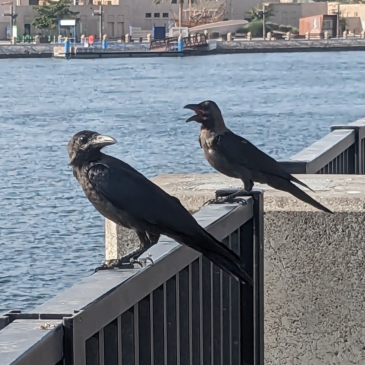 House Crow - ML646702454