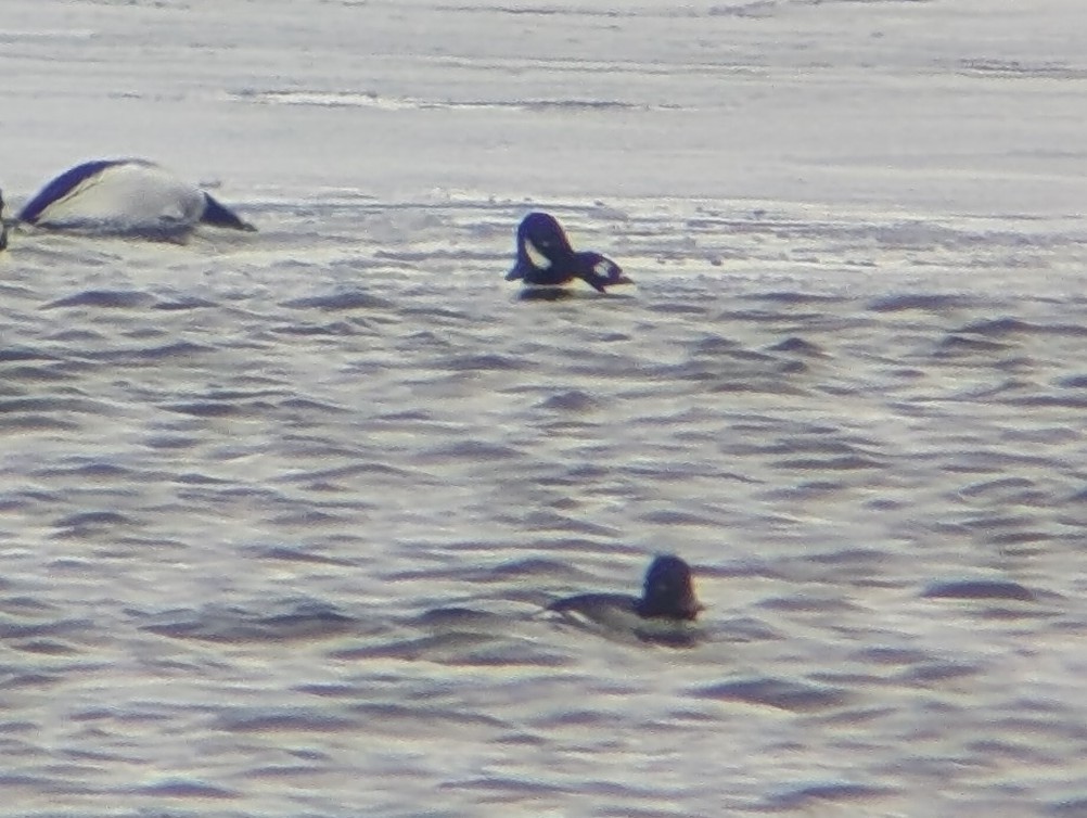 キタホオジロガモ - ML646702456