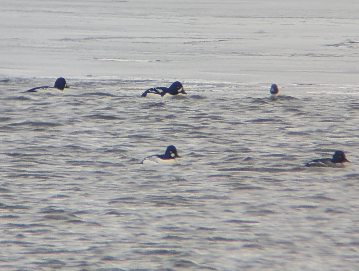 キタホオジロガモ - ML646702457