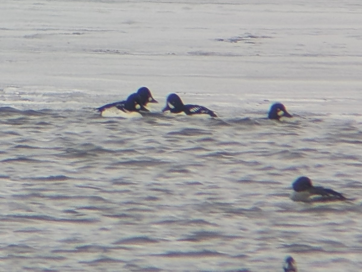 キタホオジロガモ - ML646702458