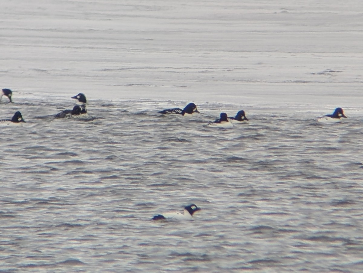 キタホオジロガモ - ML646702460