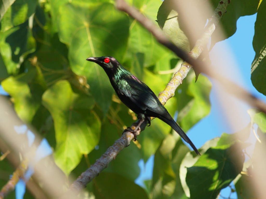 Metallic Starling (Metallic) - ML646702461