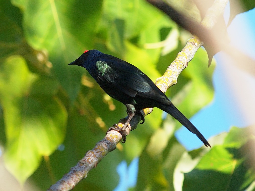 Metallic Starling (Metallic) - ML646702462