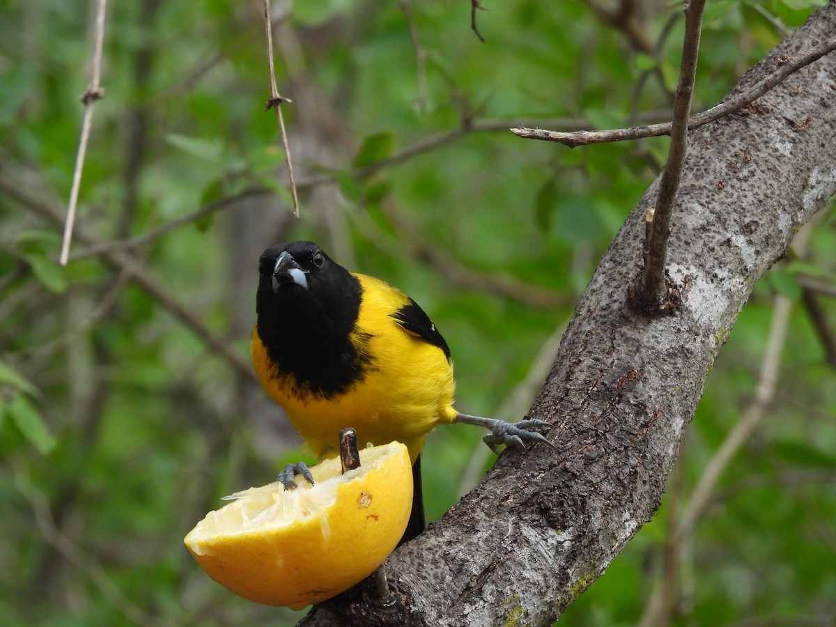 Audubon's Oriole - ML646702463