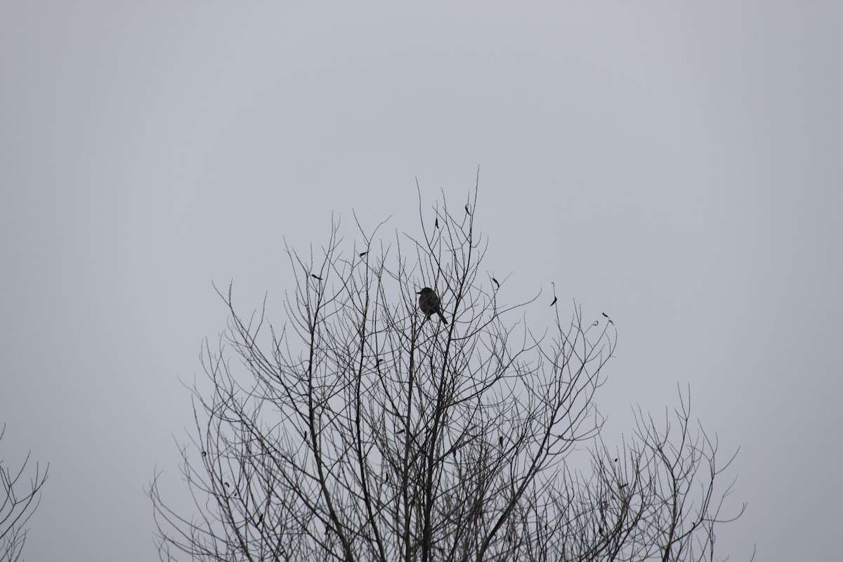 California Scrub-Jay - ML646702465
