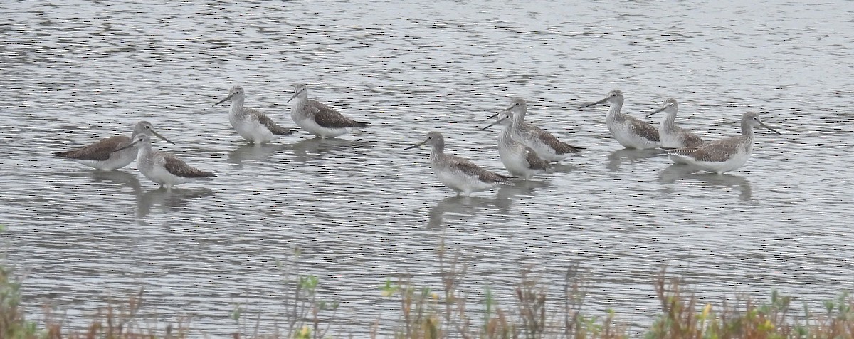 Пёстрый улит - ML646702466