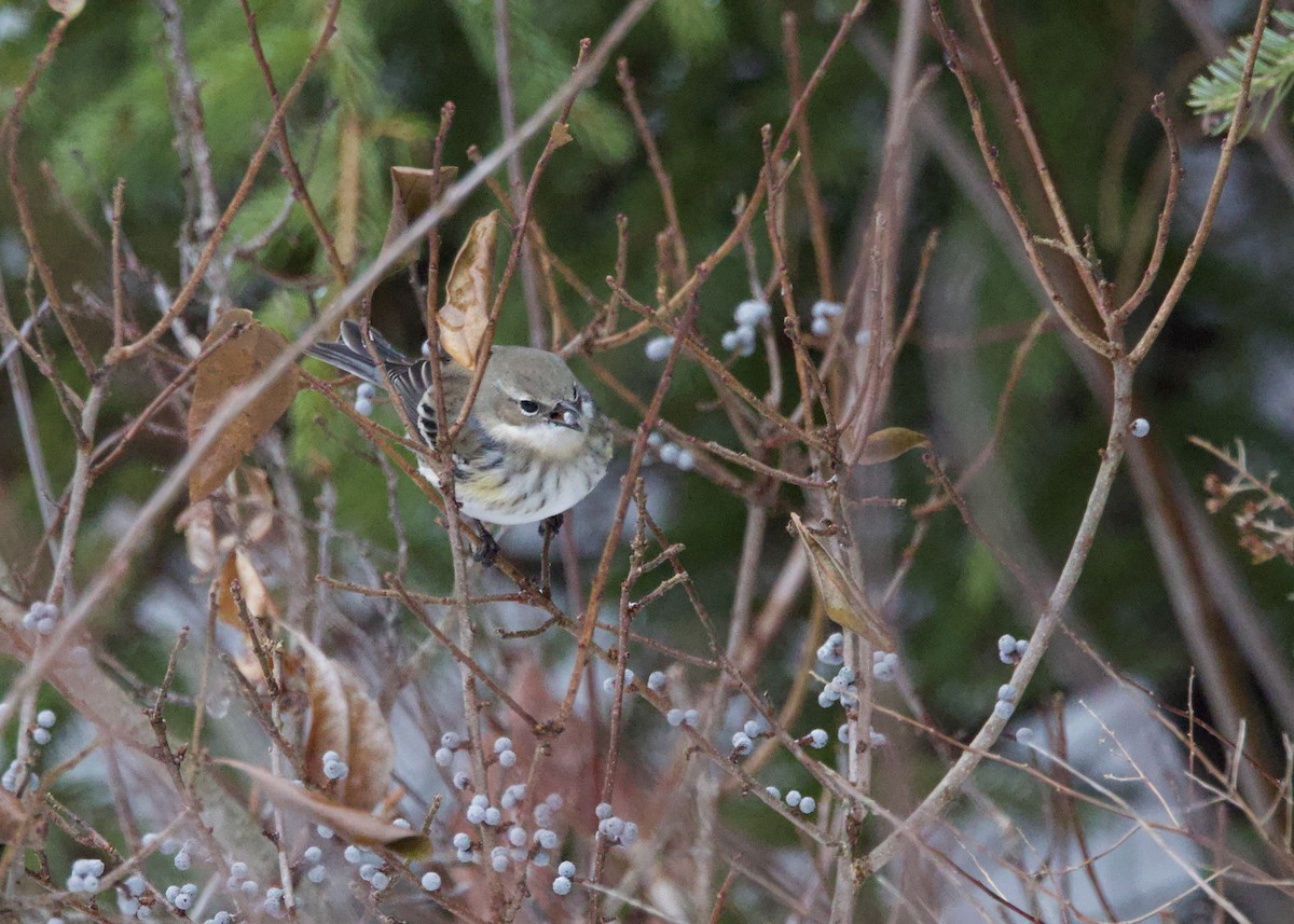 Taçlı Ötleğen - ML646702468