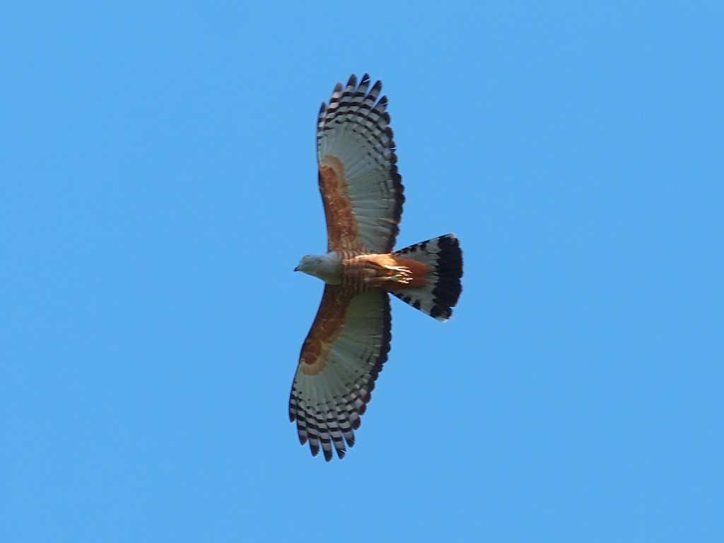 Хохлатая база - ML646702469