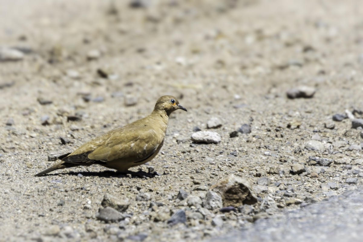 Чернокрылая земляная горлица - ML646702479