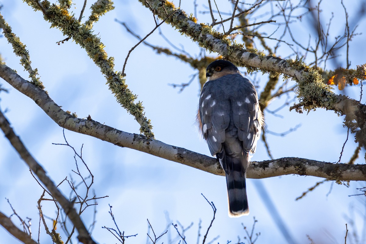 Sharp-shinned Hawk - ML646702480