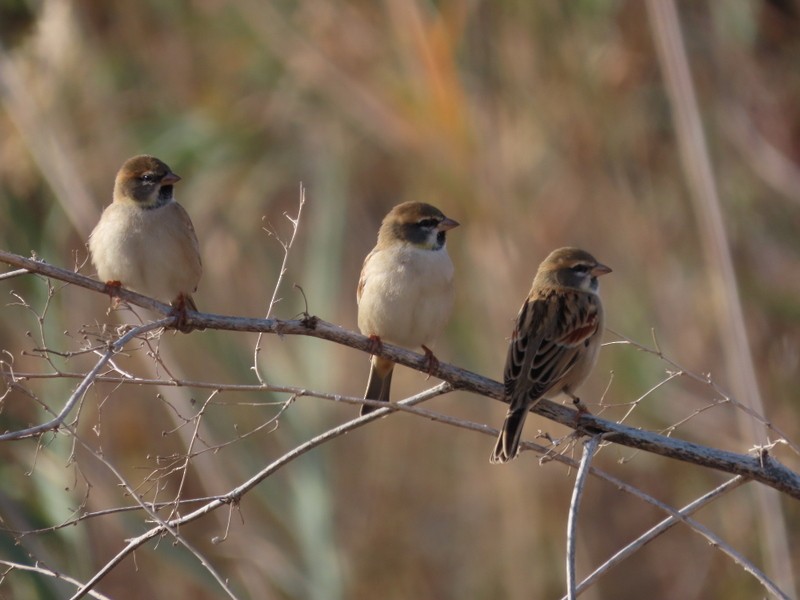 Dead Sea Sparrow - ML646702482