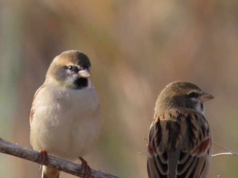 Dead Sea Sparrow - ML646702483