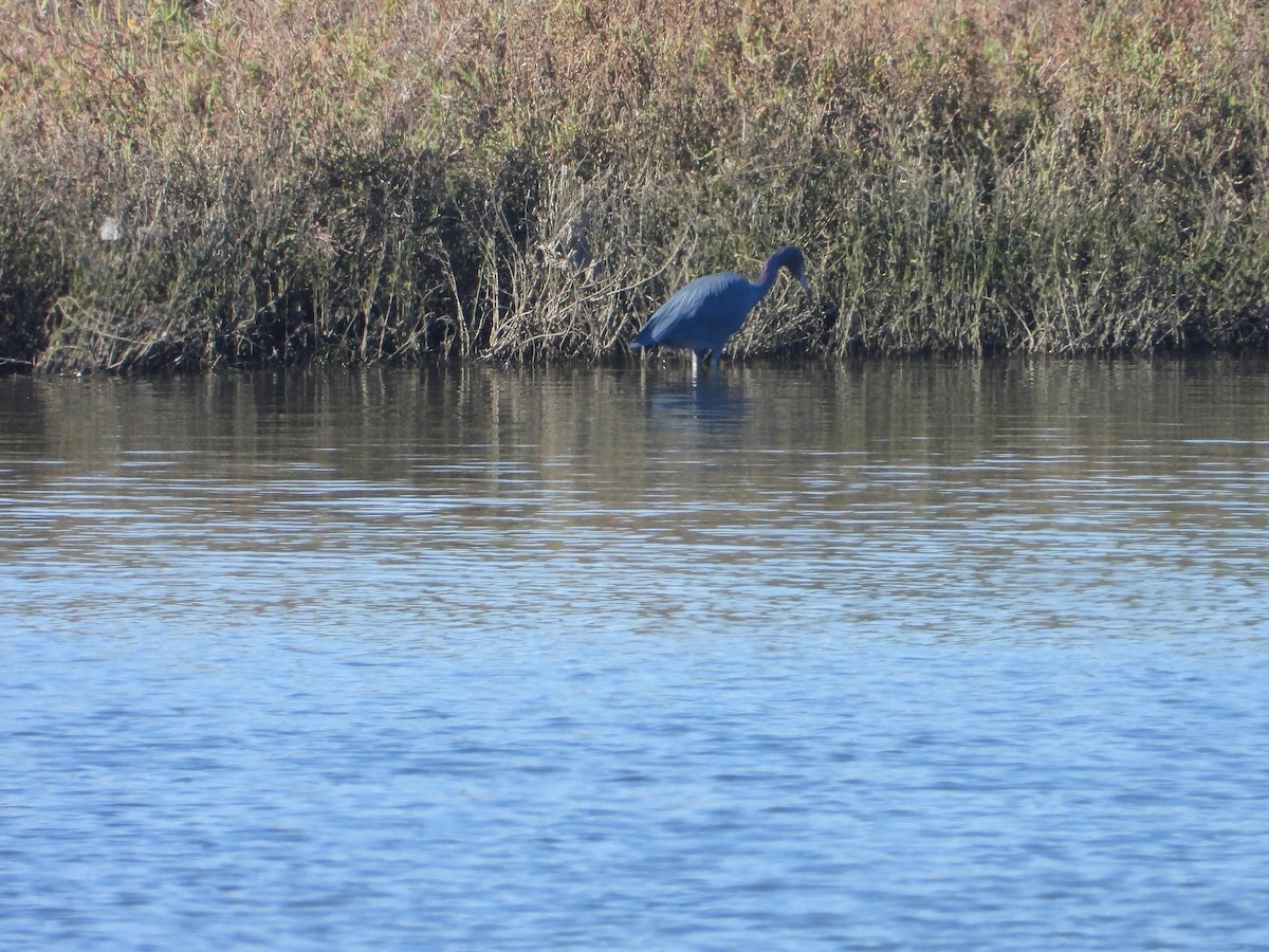 Little Blue Heron - ML646702484