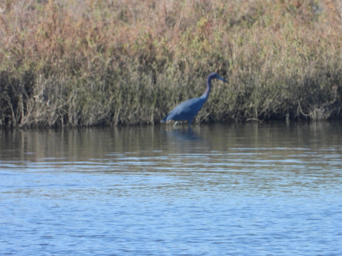Little Blue Heron - ML646702485