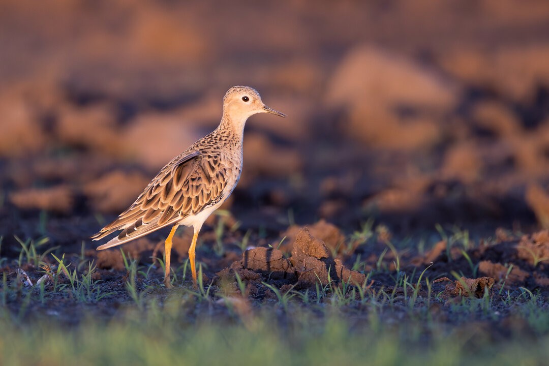 Buff-breasted Sandpiper - ML646702492
