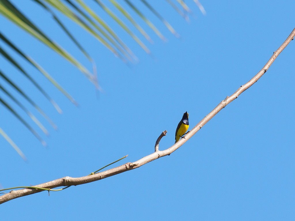 Sahul Sunbird - ML646702497