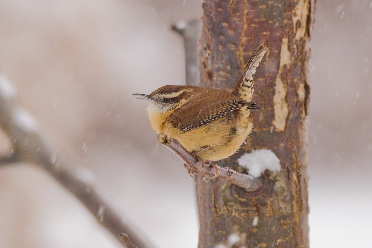 Karolina Çıtkuşu - ML646702500