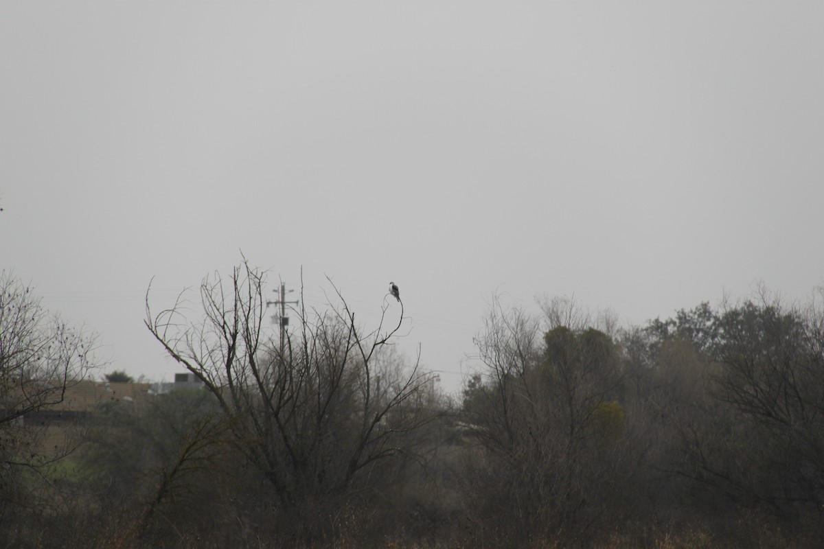 White-tailed Kite - ML646702504