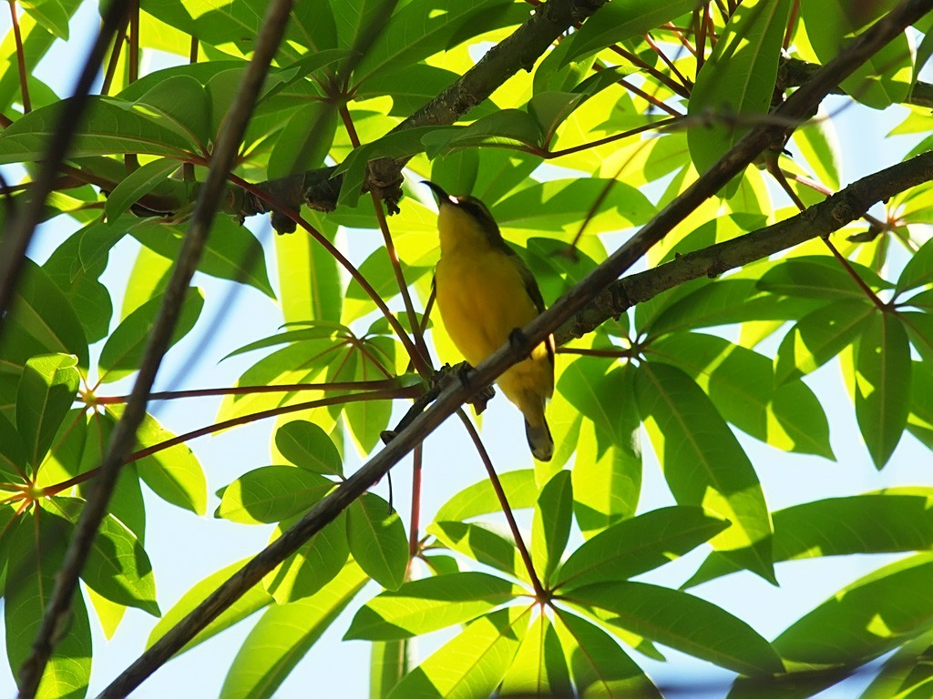 Sahul Sunbird - ML646702505