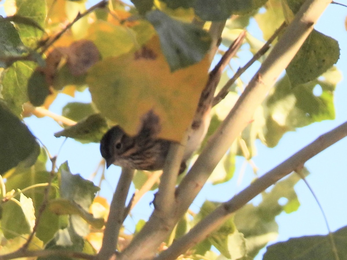 strnadec pruhohlavý - ML646702506