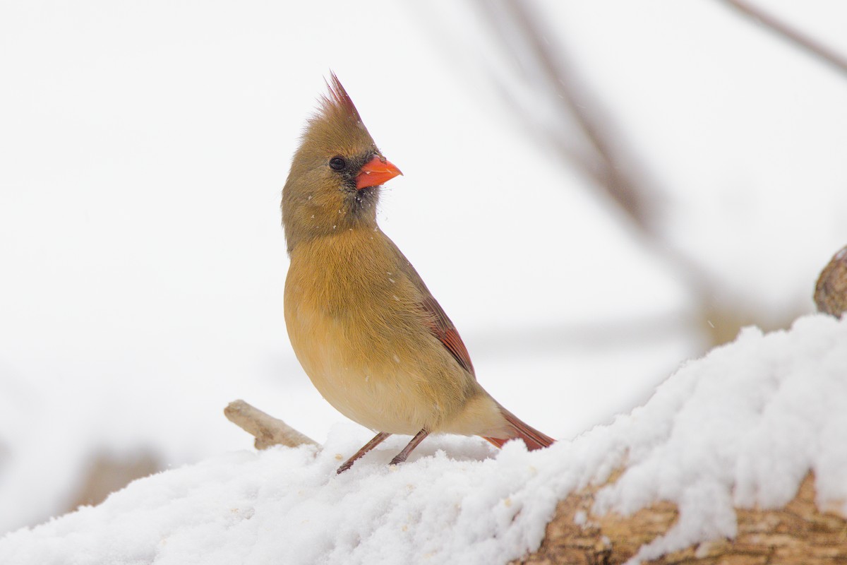 Kırmızı Kardinal - ML646702507