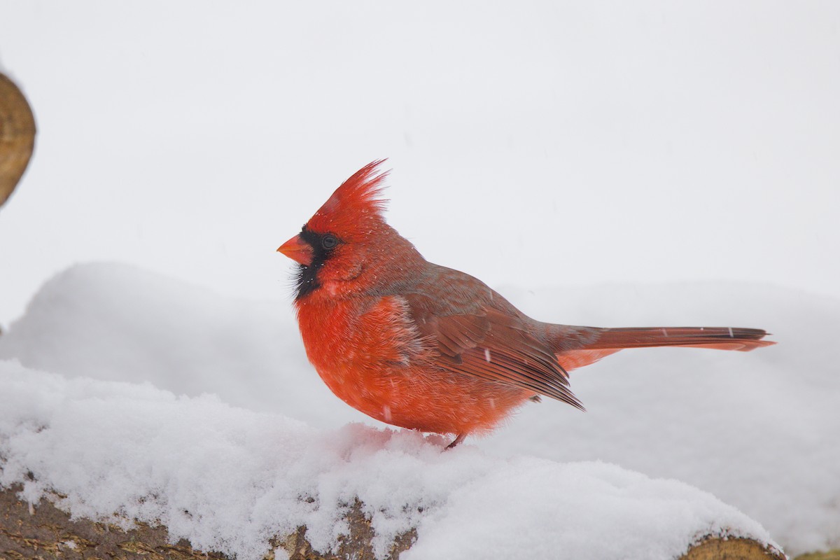 Kırmızı Kardinal - ML646702508