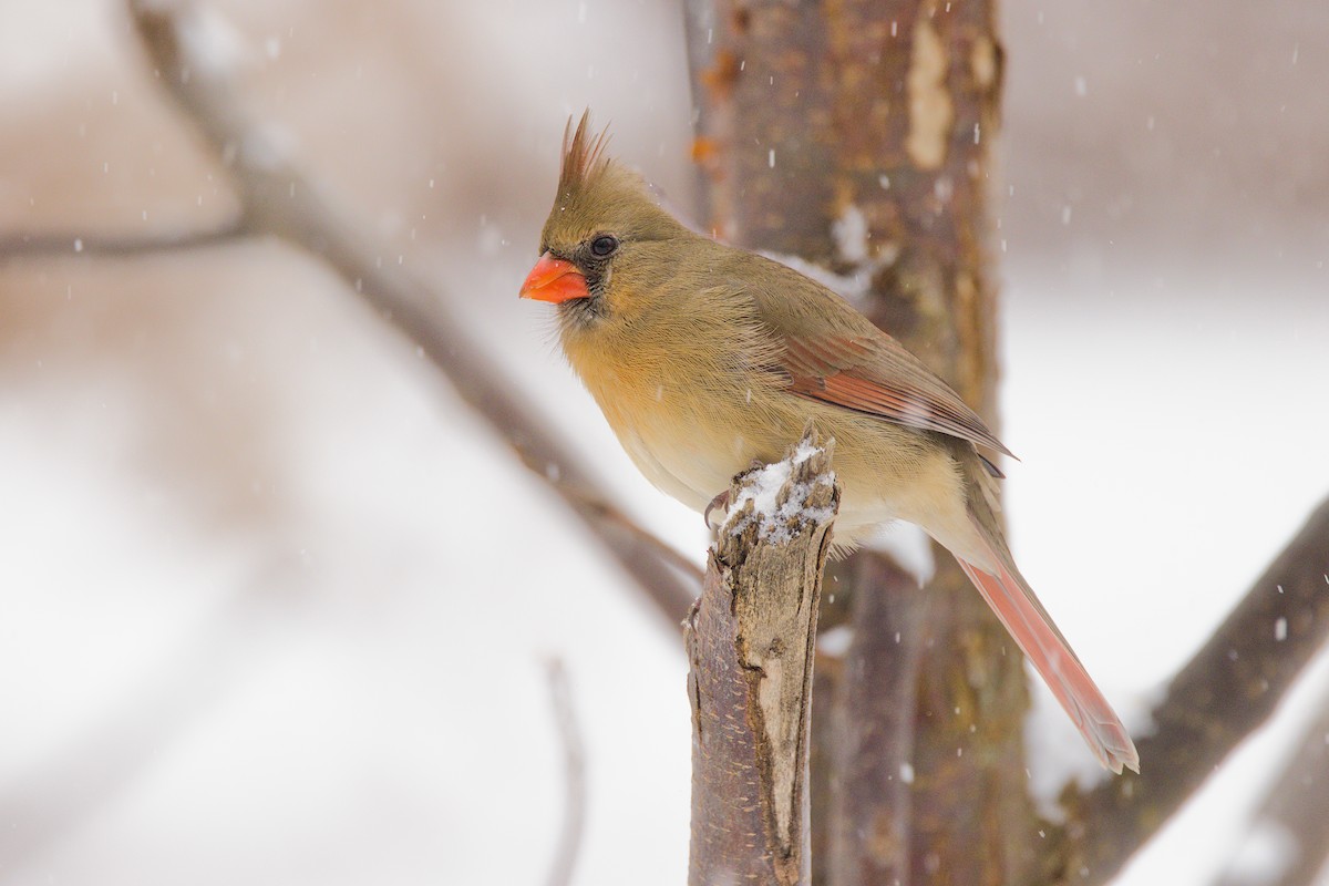 Kırmızı Kardinal - ML646702509