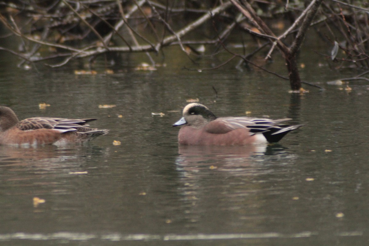 ברווז אמריקני - ML646702512