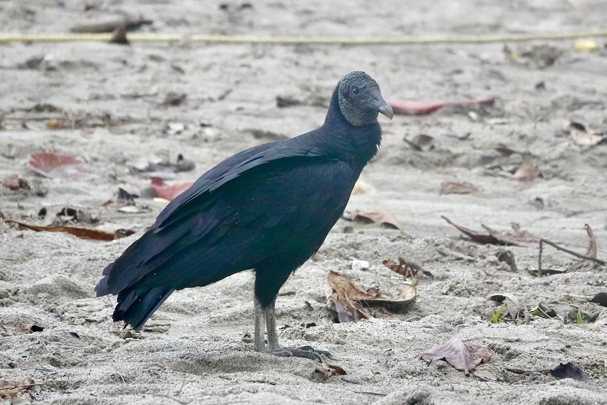 Rabengeier - ML646702514