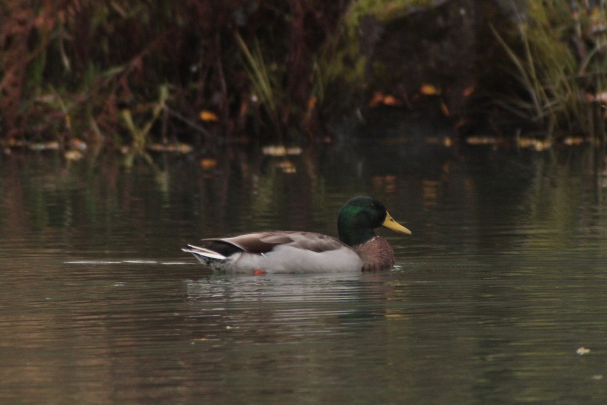 ברכיה - ML646702519