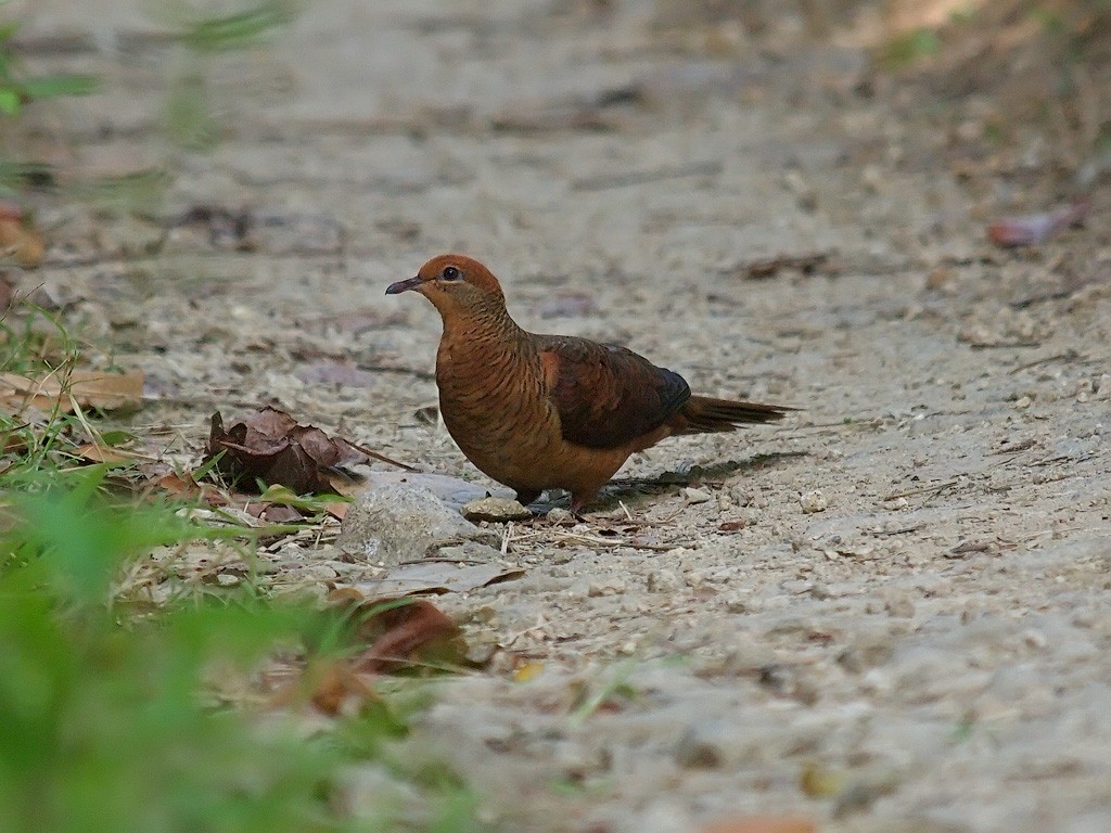 Султанская кукушковая горлица - ML646702520