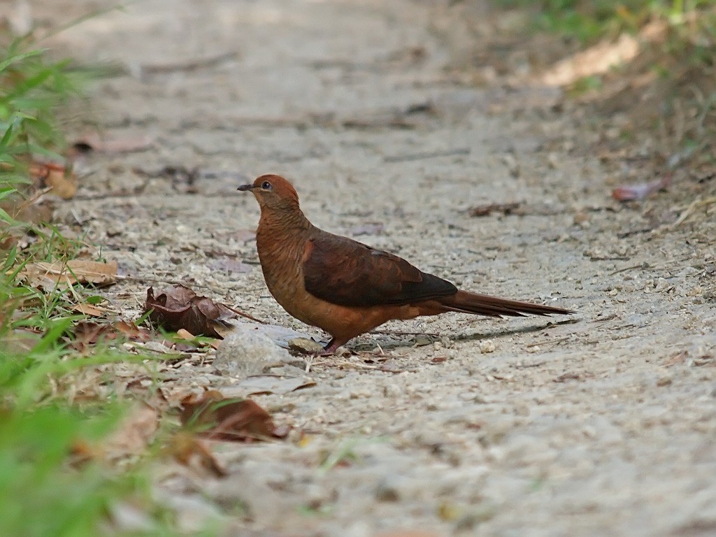 Султанская кукушковая горлица - ML646702521