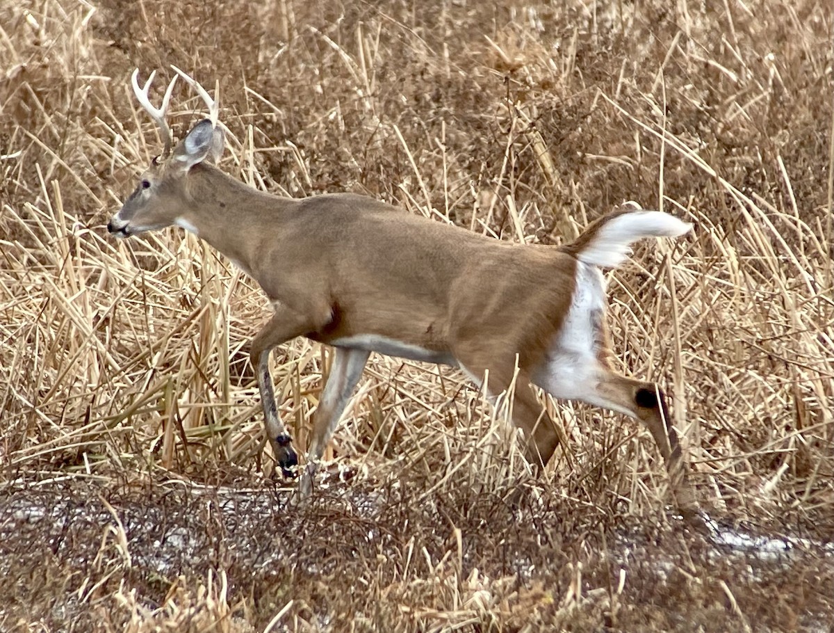 Animals - ML646702523