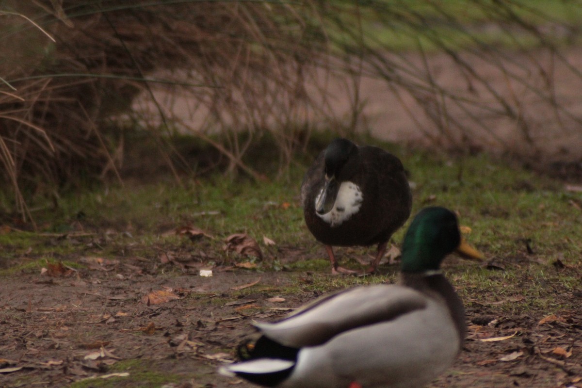 ברכיה (מבויתת) - ML646702525
