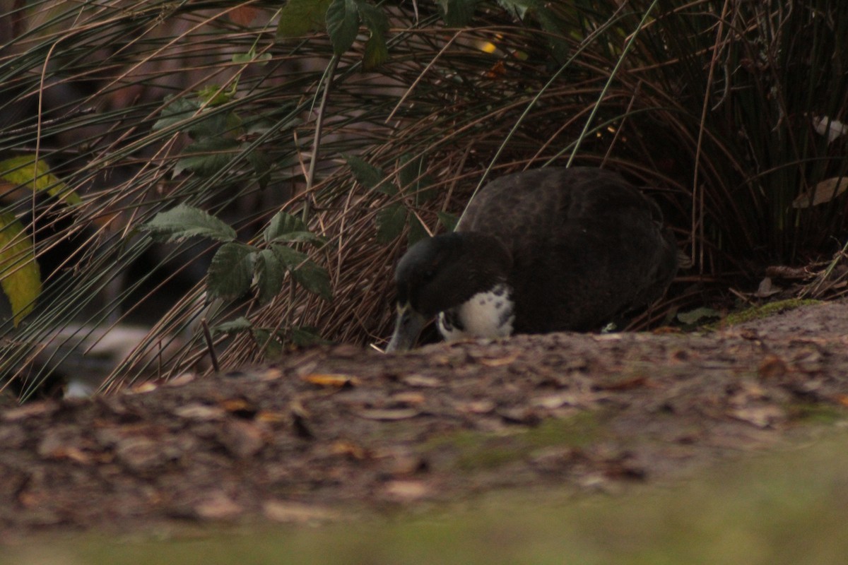 ברכיה (מבויתת) - ML646702526