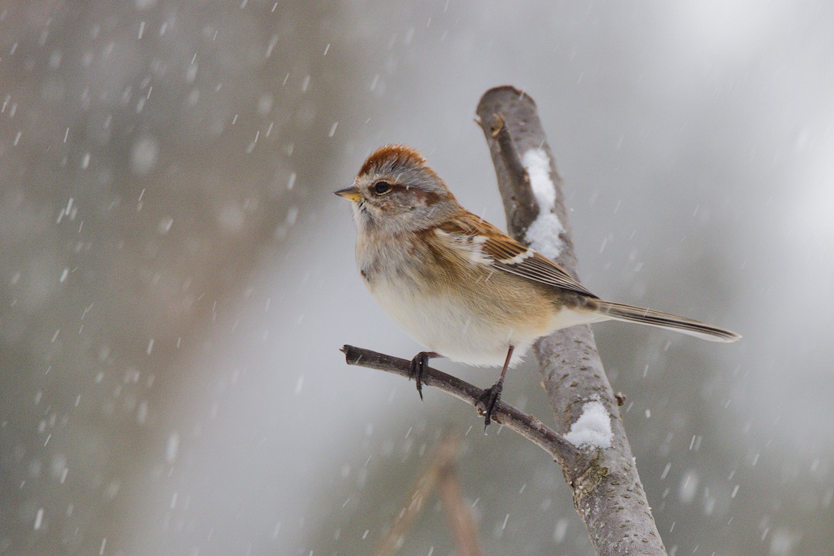 Hudson Körfezi Serçesi - ML646702527