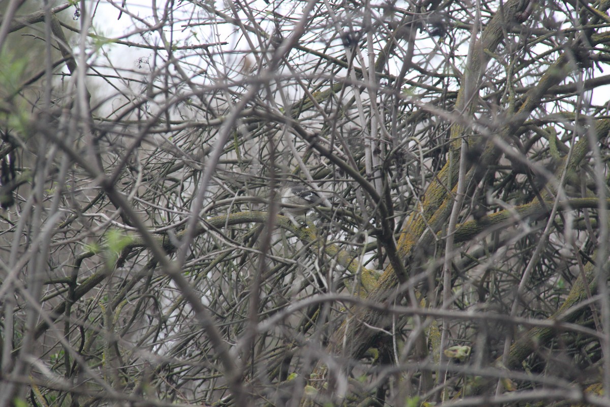 Northern Mockingbird - ML646702528