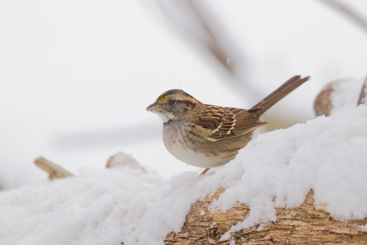 Ak Boğazlı Serçe - ML646702529