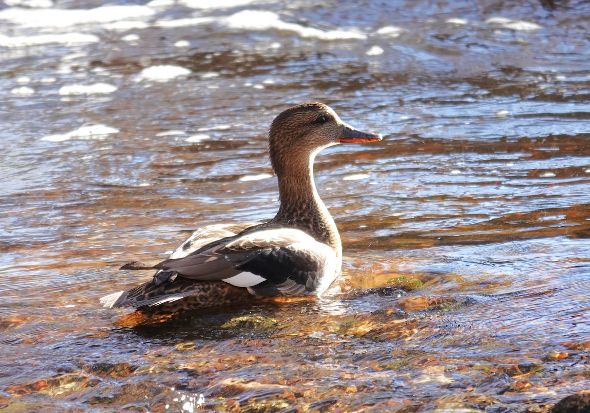 Boz Ördek - ML646702530