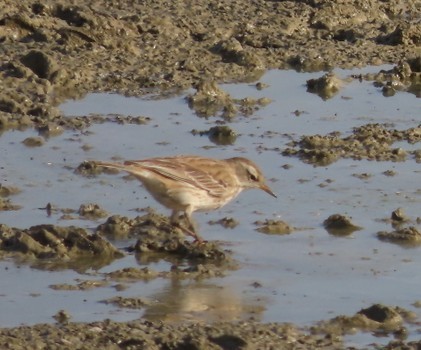 水鷚 - ML646702531