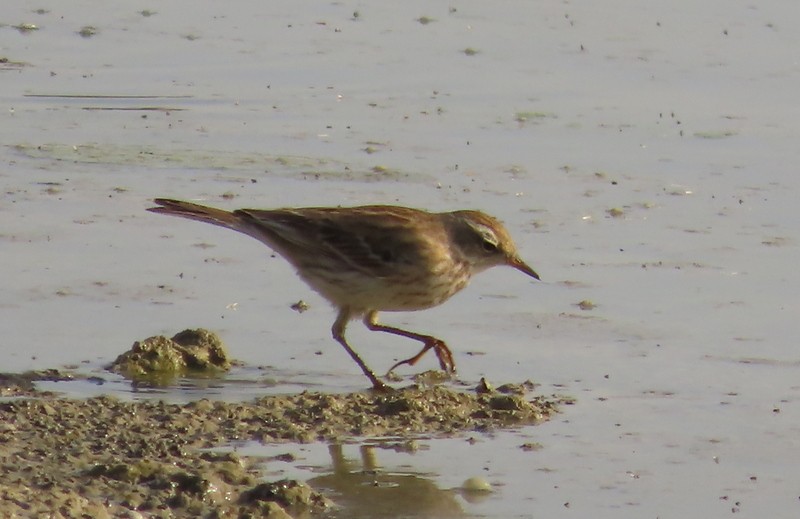 水鷚 - ML646702532