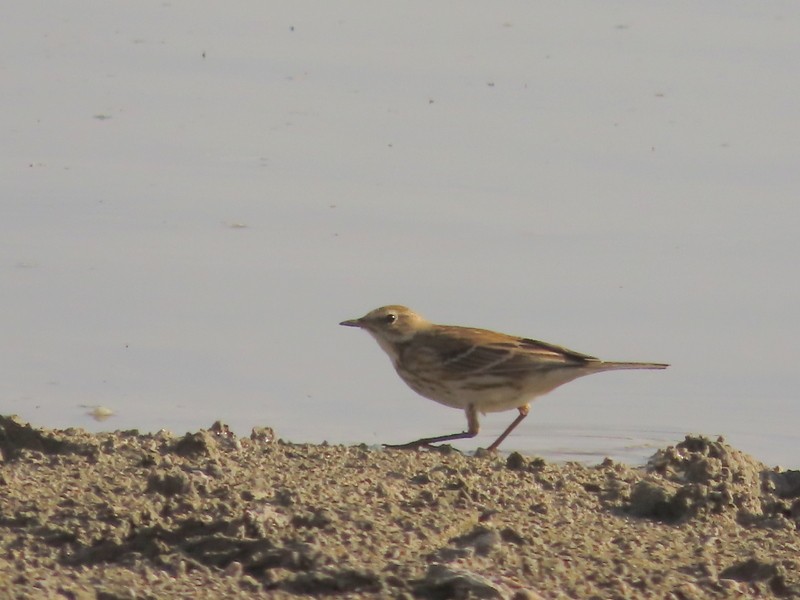 水鷚 - ML646702533