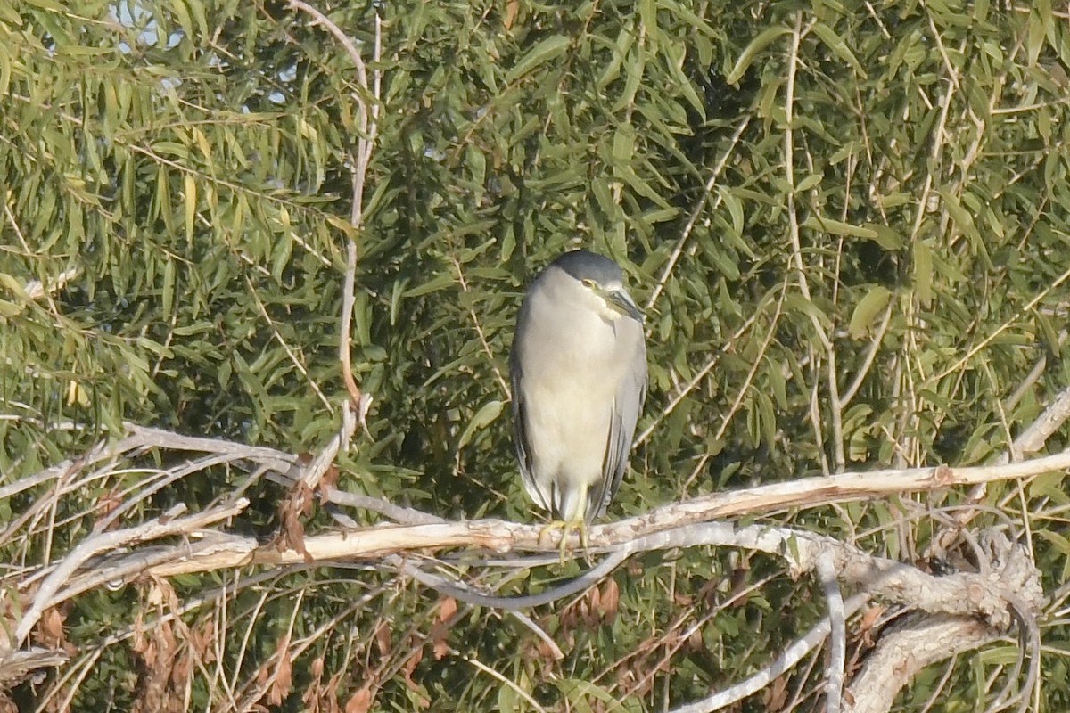 Black-crowned Night Heron - ML646702537