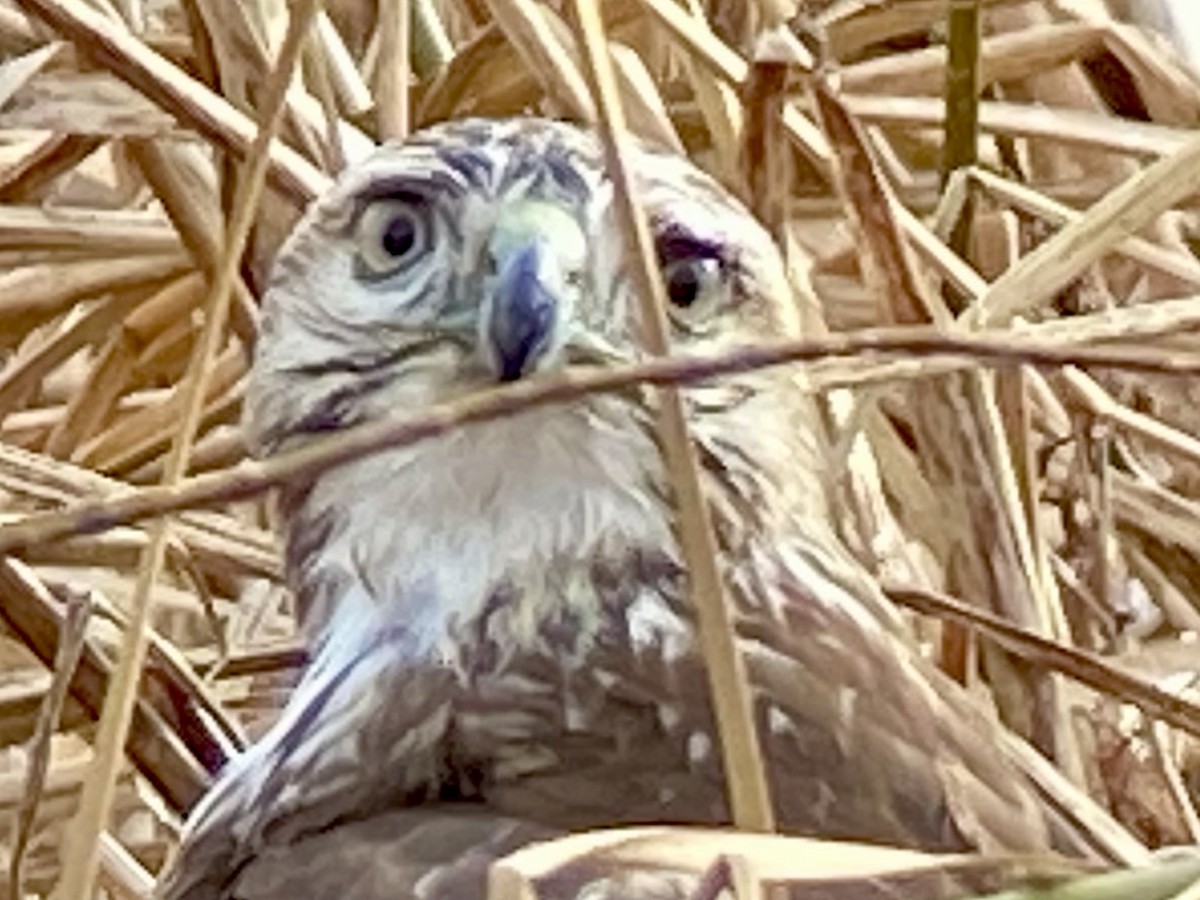 Red-tailed Hawk - ML646702538