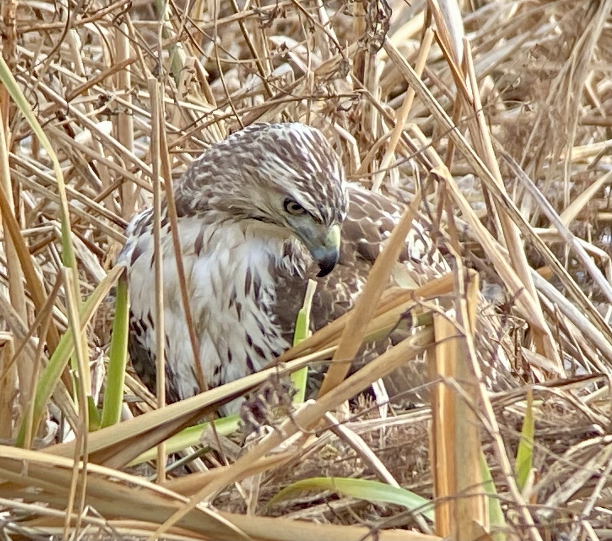 Red-tailed Hawk - ML646702540