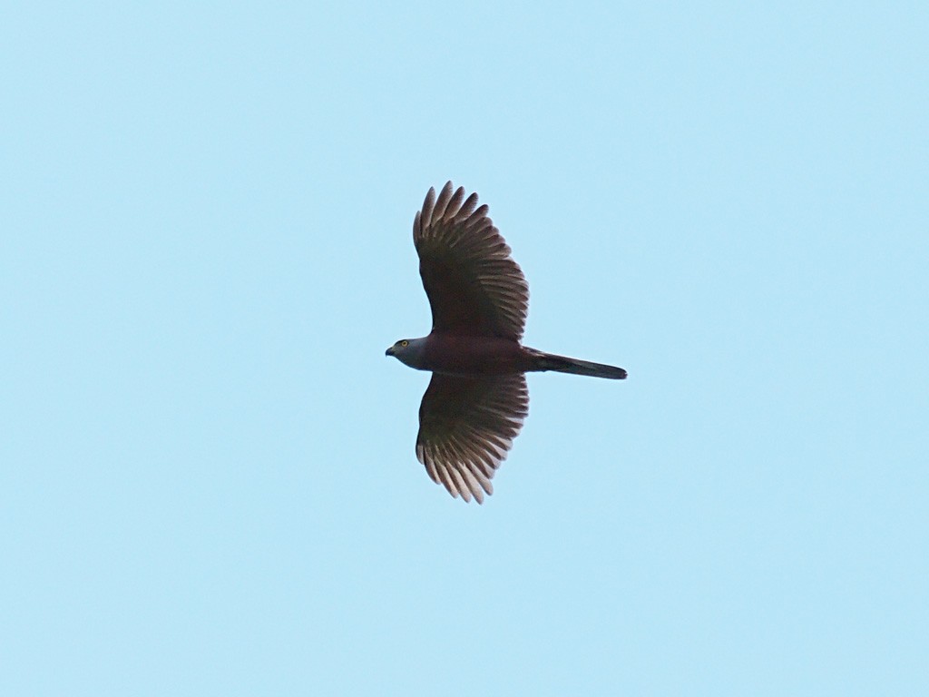 Azor Variable - ML646702541