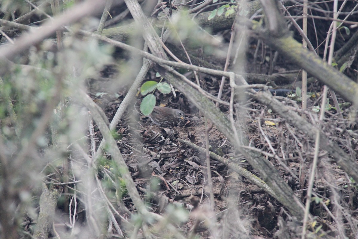Fox Sparrow - ML646702544
