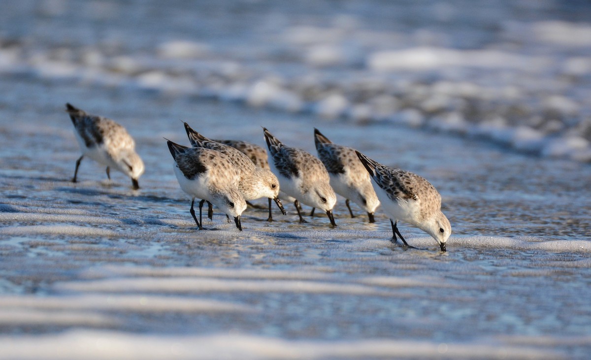 חופית לבנה - ML646702555