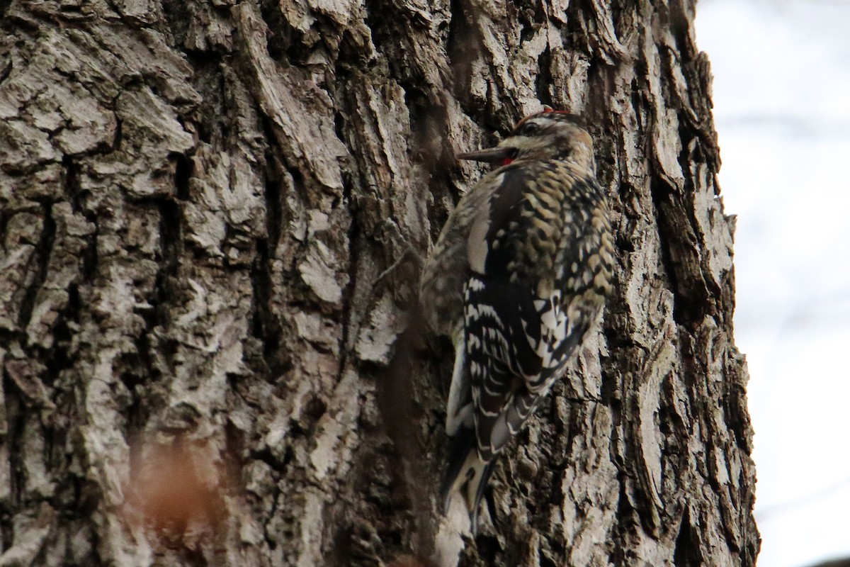 Chupasavia Norteño - ML646702556